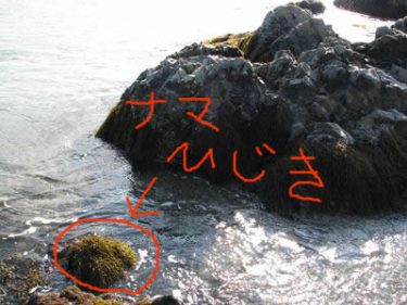 春の海草特集