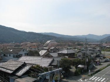 いまさら　桜