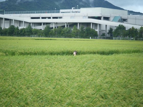 網のブログ-田舎じまんｗ