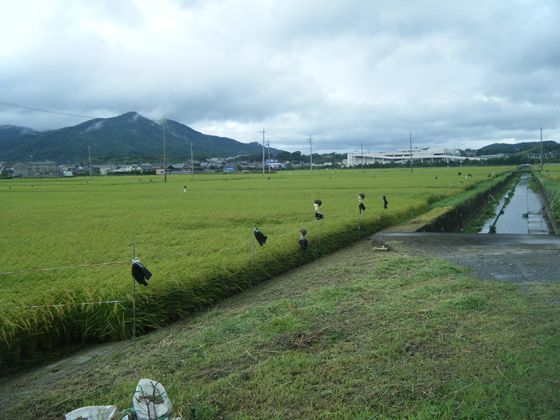 網のブログ-田舎じまんｗ