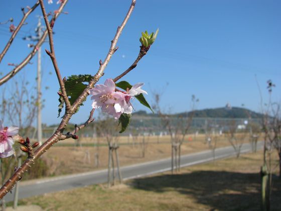 桜がたくさん咲きました