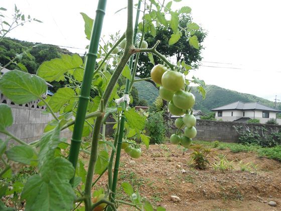 網のブログ-とまと