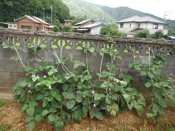 網のブログ-ささげ