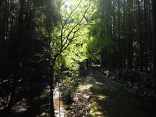 平家落人伝説の村