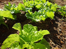 野菜を食ってても痩せない