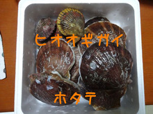 網のブログ-ホタテとヒオオギガイ