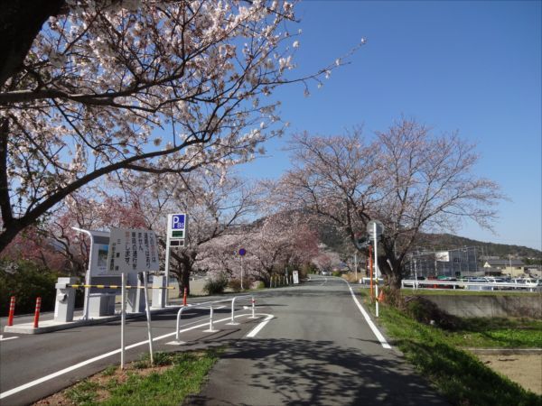 桜とか