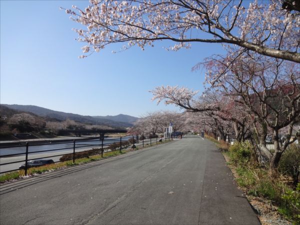 網のブログ-桜