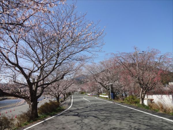 網のブログ-桜