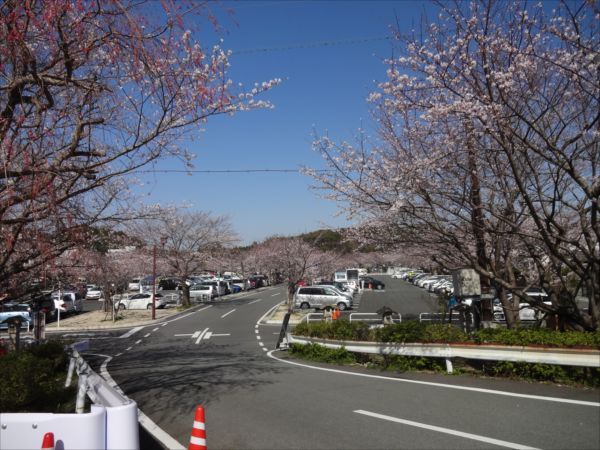 網のブログ-桜