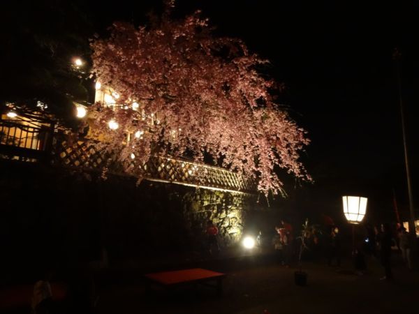 網のブログ-赤福本店裏の夜桜