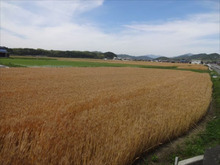 収穫前の麦