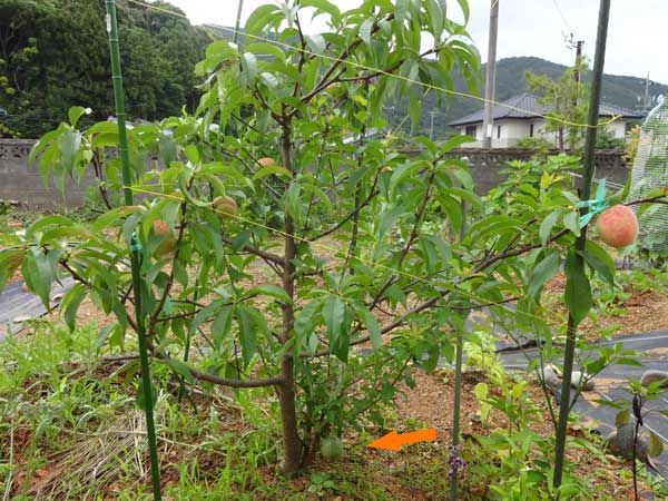 涼しい日が多いように感じます
