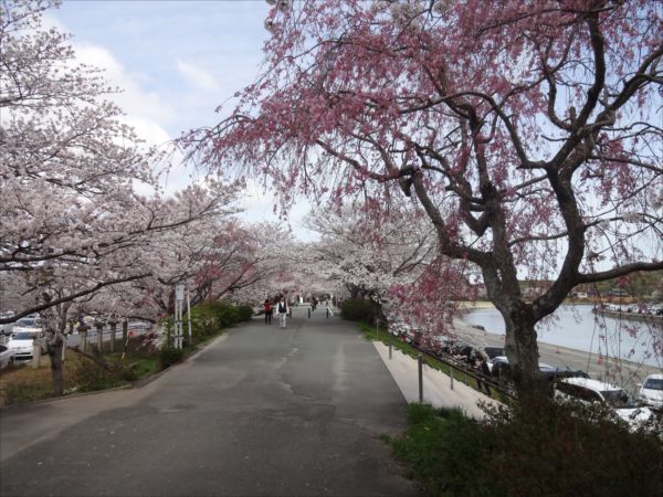 五十鈴川の桜