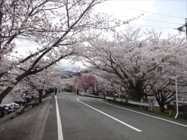 五十鈴川の桜