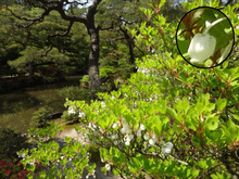 スズランに似た花 木