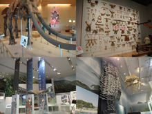 三重県総合博物館