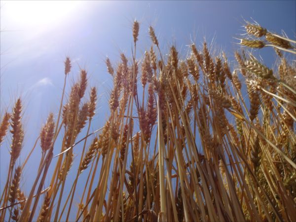 畑の麦
