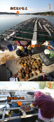 ヒオオギ貝の養殖