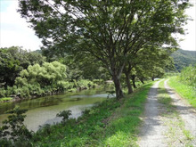 在りし日のケヤキ