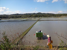 田植え