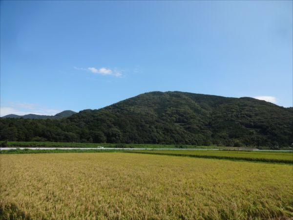 稲