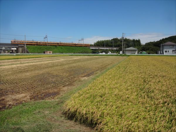 稲