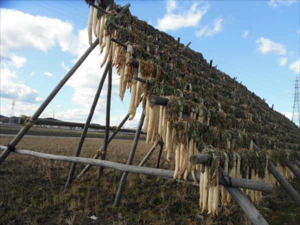 大根を干しているところ