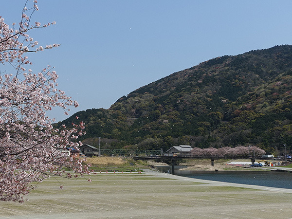 桜と暴風雨