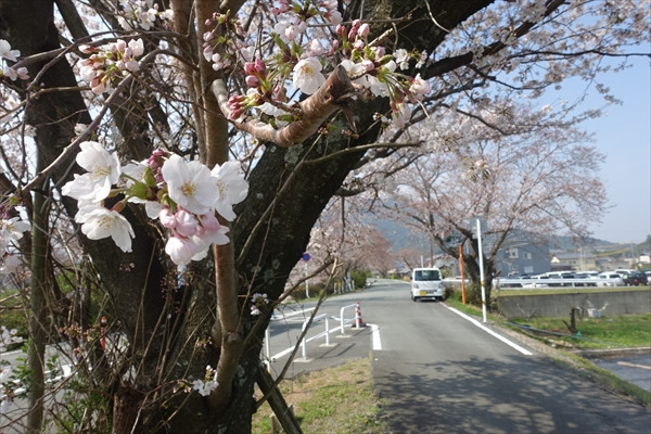 桜と赤福