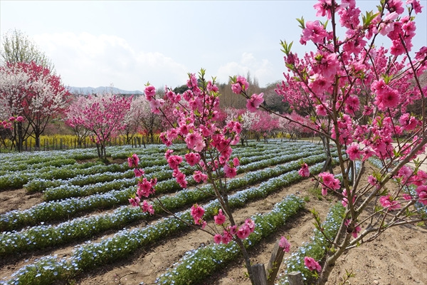 隣村の花公園