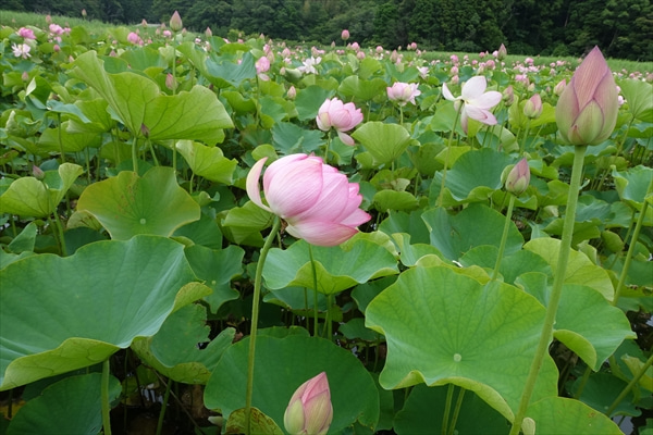 ハスの花が咲く頃に