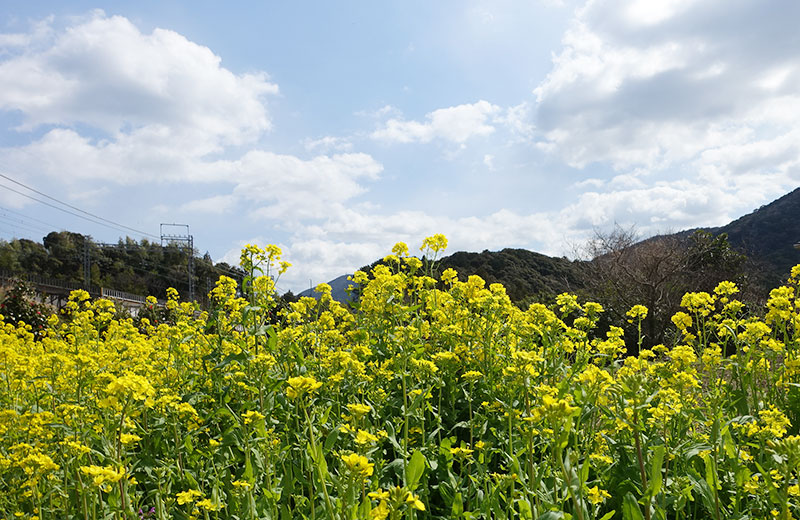 田舎の目