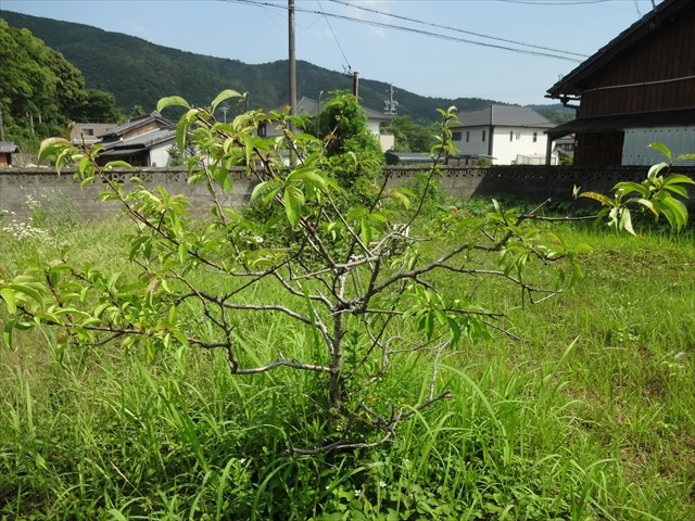 せまる～初夏～