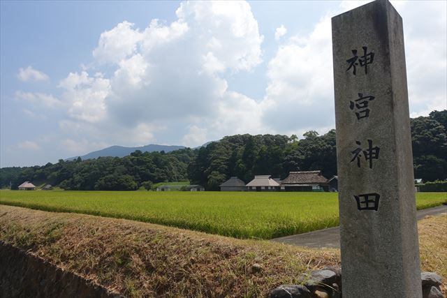 稲穂の時期だよ