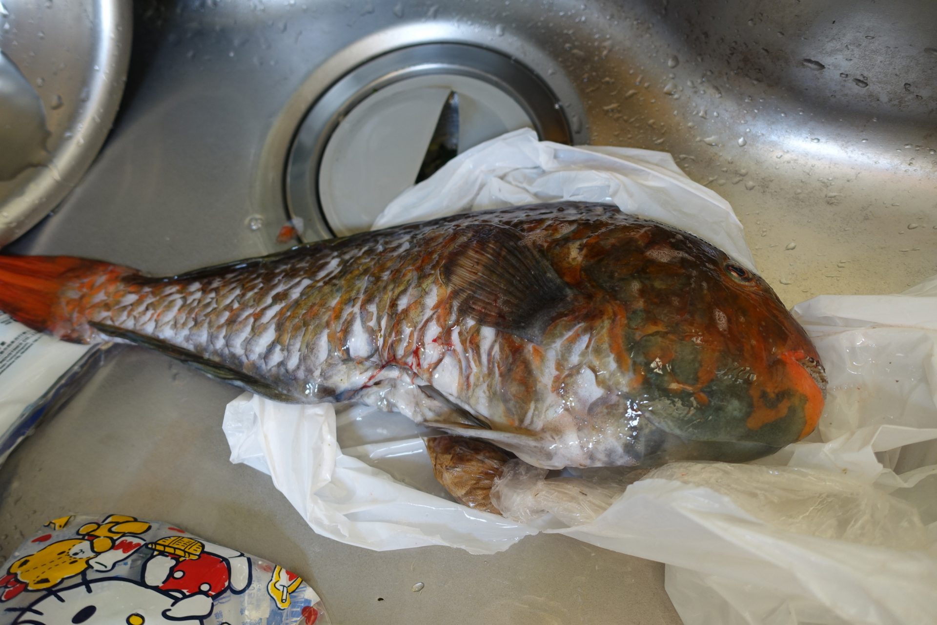 イガミ鍋 定置網 イガミ鍋 定置網