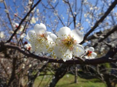 梅の花が最盛期