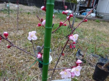 アンズの花が咲きました