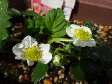 イチゴの花、梅の花