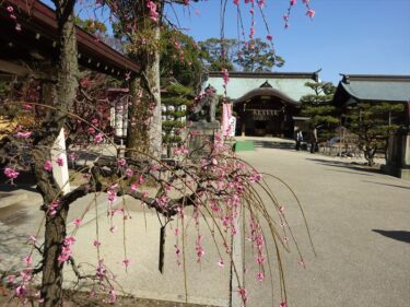 結城神社の梅園に行ってきました