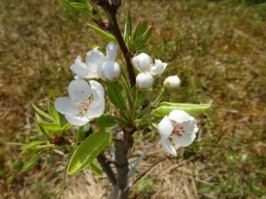 洋ナシの花が満開になるまで