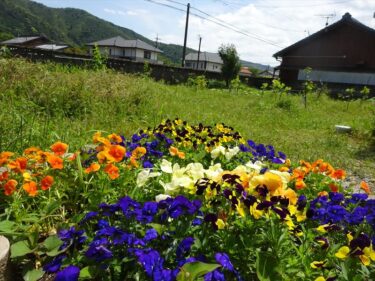 果樹園になる予感2023