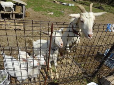 ヤギを飼っているレストラン