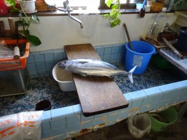 行きつけの魚屋さん