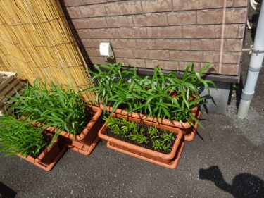 親愛なる友達らへ