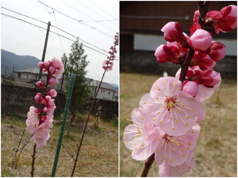 24日のあんず