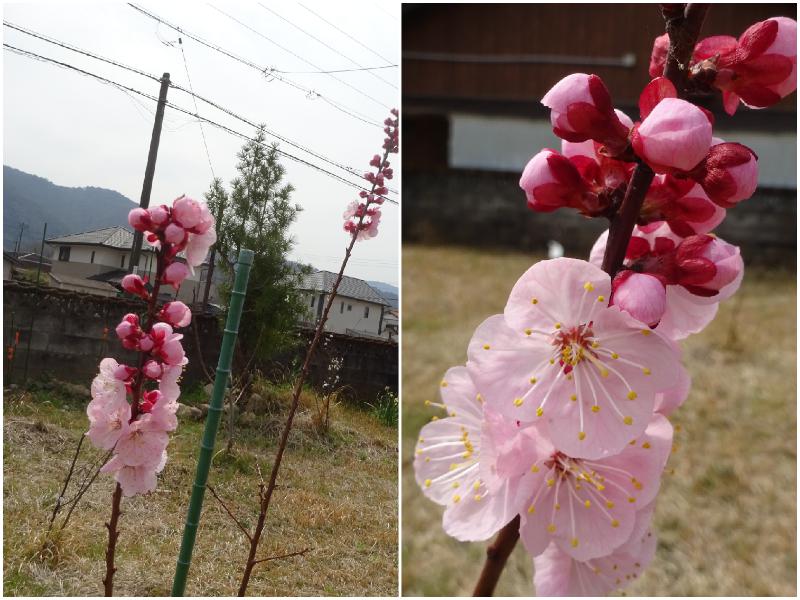 24日のあんず