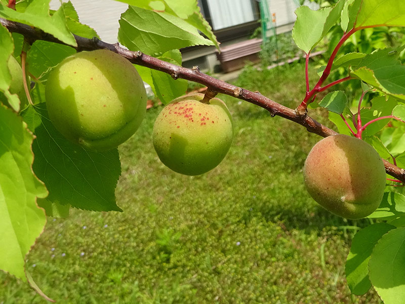 あんず