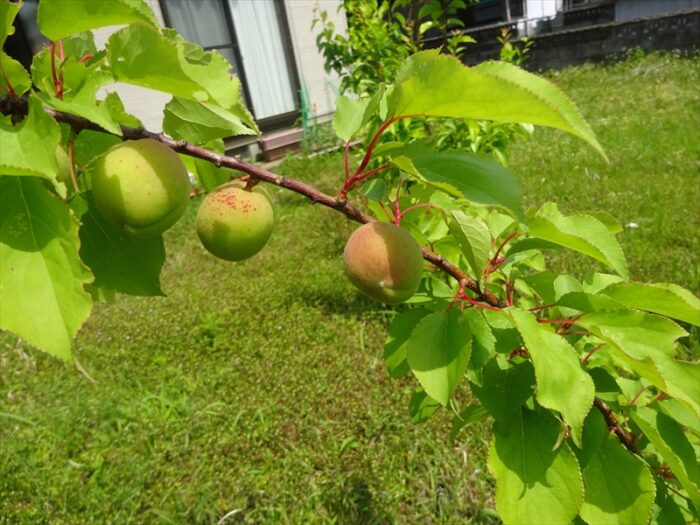 あんず