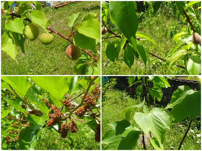 植えてから3年目くらい